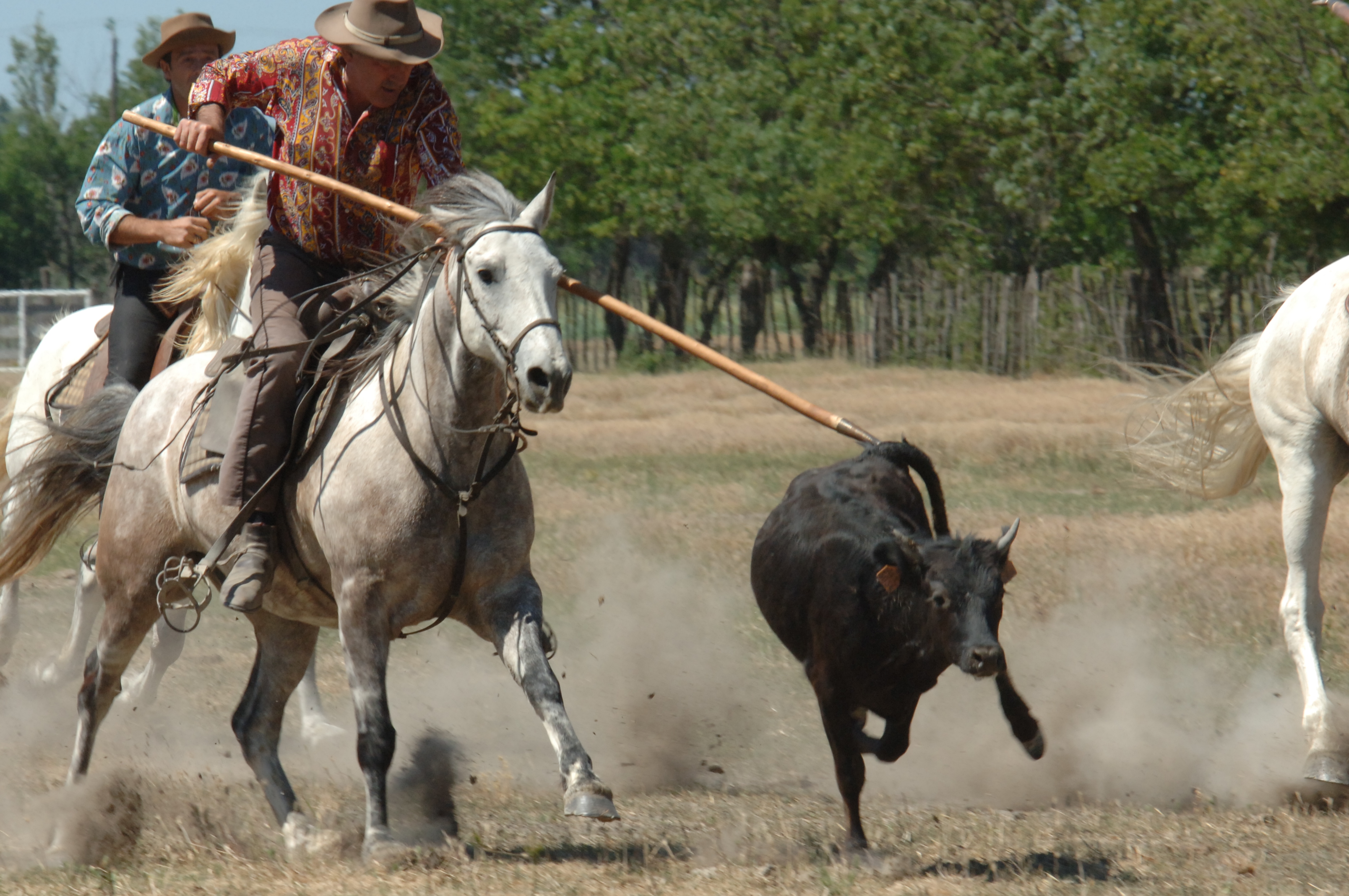 gardian attrapant jeune taureau