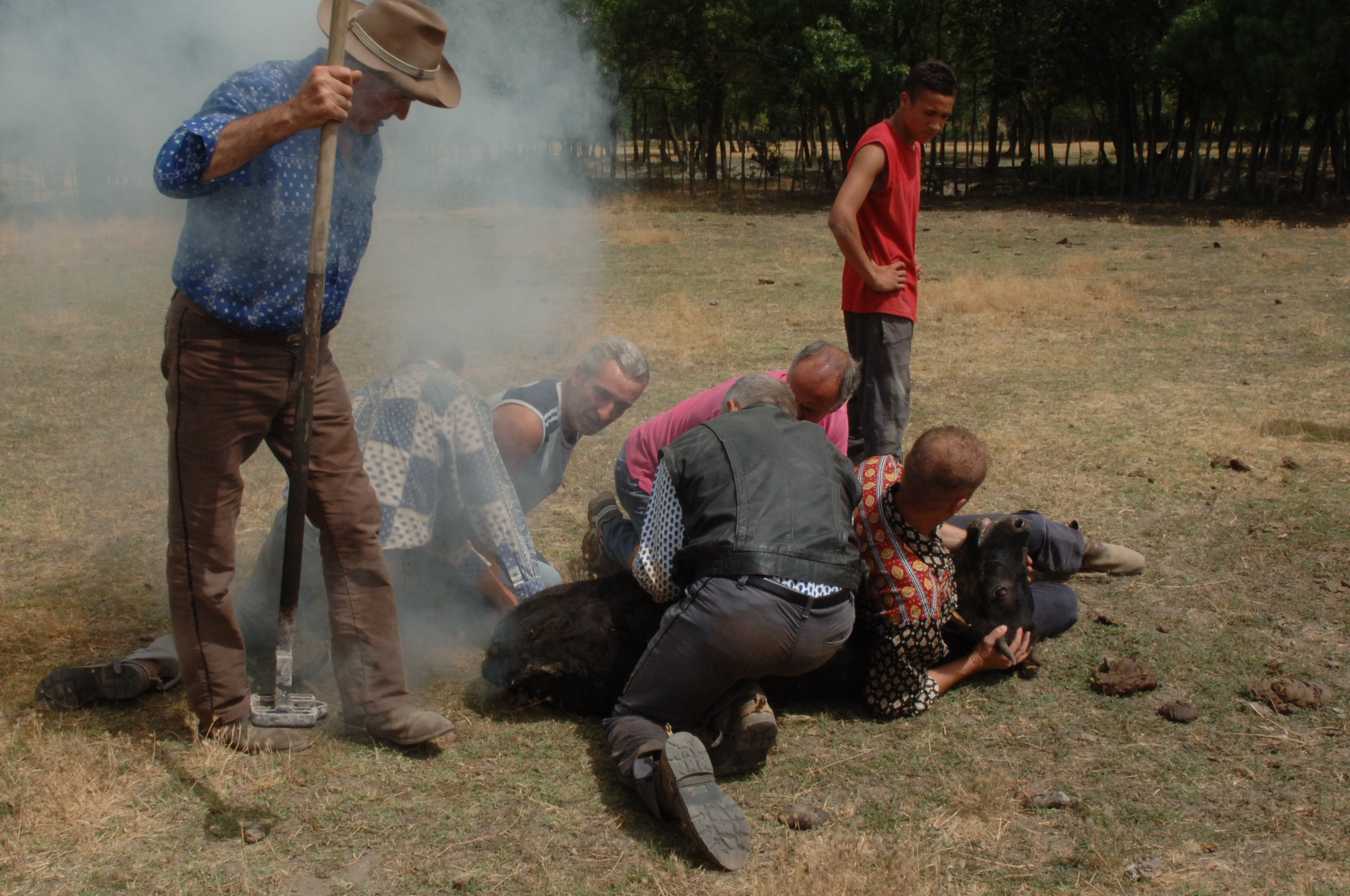 taureau marqué au fer