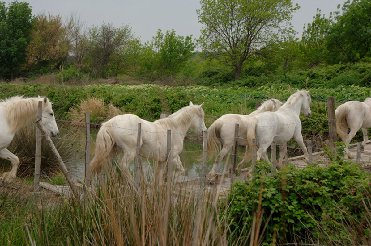 chevaux camargue manade aubanel