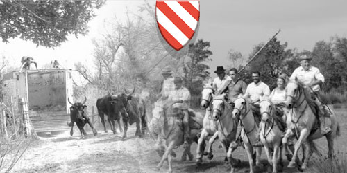 les taureaux et chevaux dela manade AUBANEL BARONCELLI SANTENCO